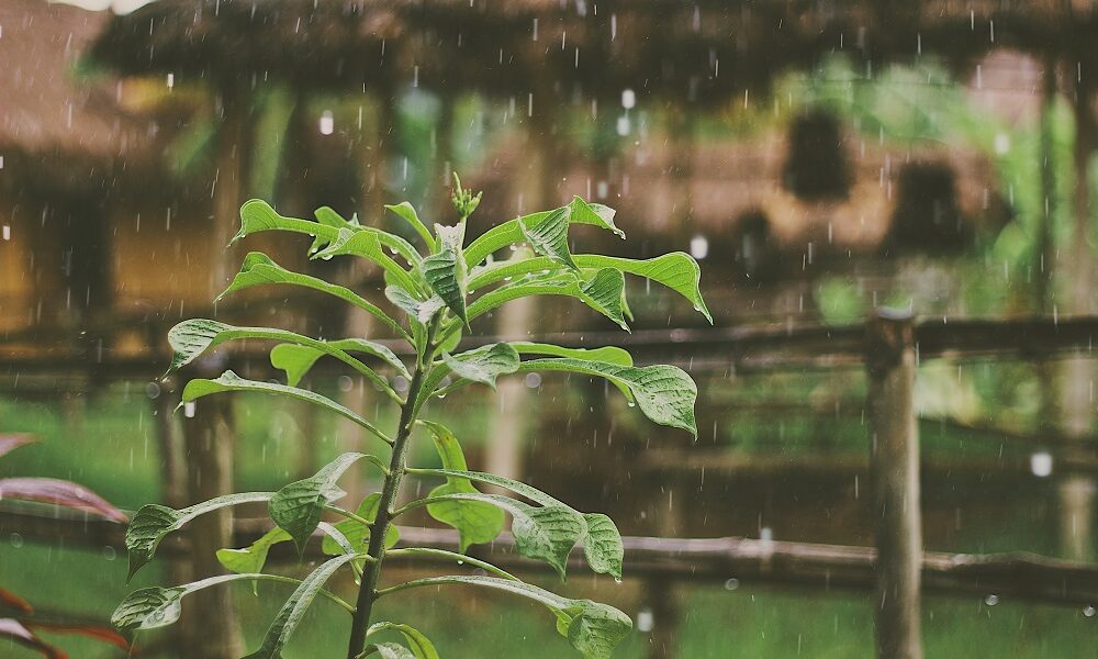 plante verte campagne pluie