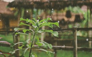 plante verte campagne pluie