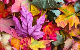 feuilles-colorees-automne
